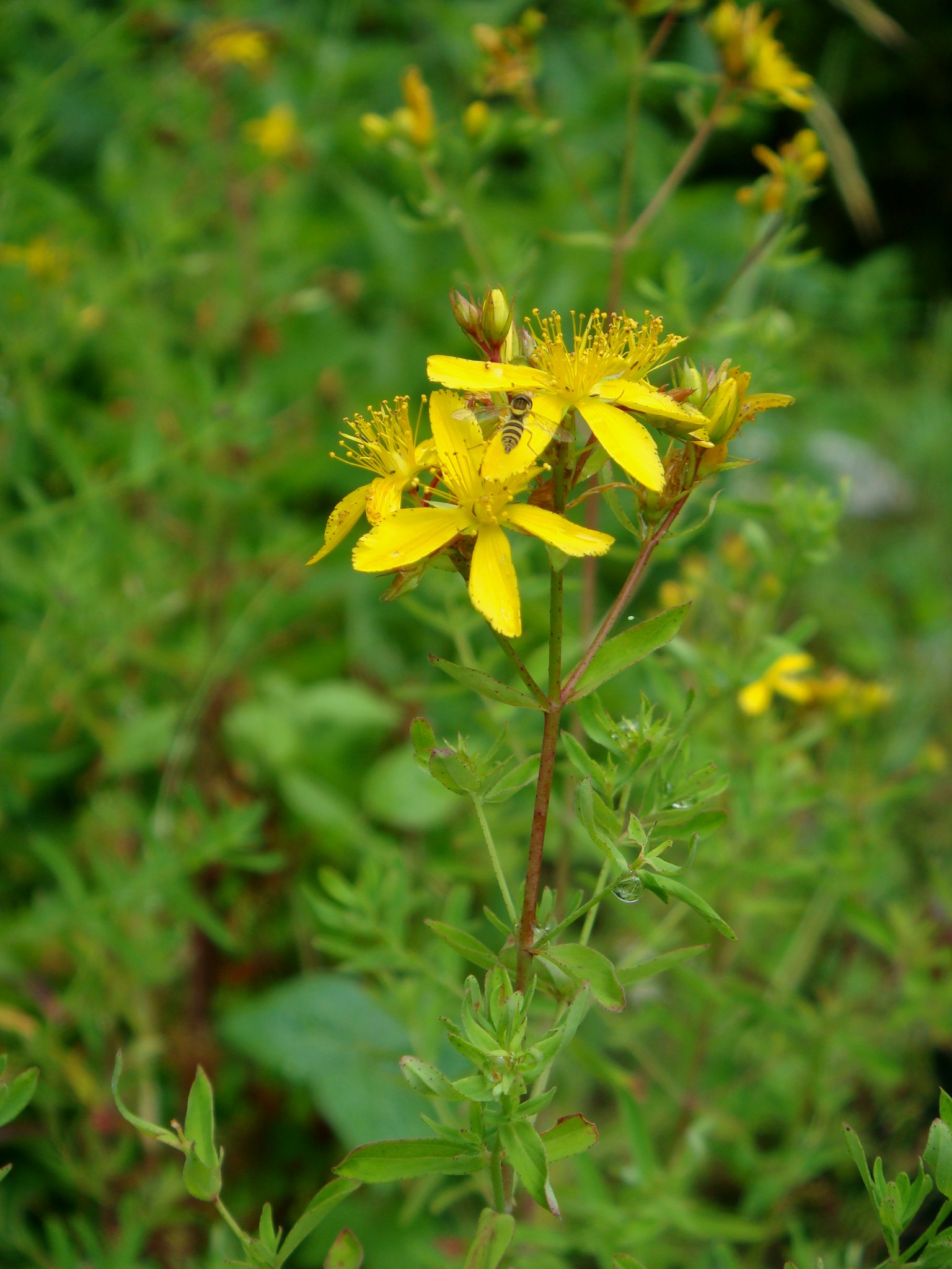 Hypericum Perforatum L.